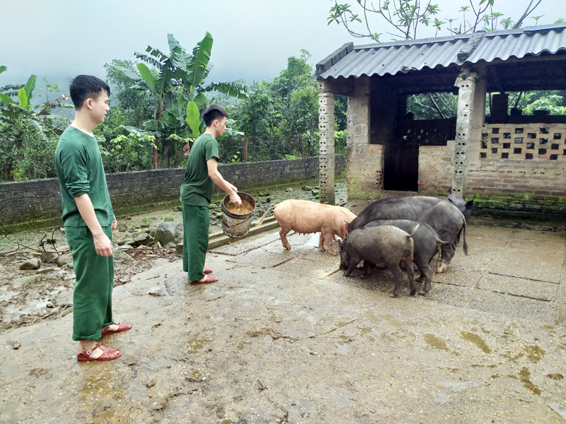 Mô hình chăn nuôi tập trung của Đồn Biên phòng Quảng Đức đã và đang góp phần thực hiện tốt công tác đảm bảo hậu cần tại chỗ