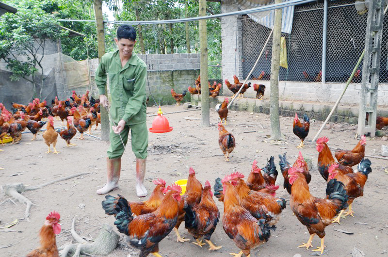 Mô hình chăn nuôi gà kết hợp vườn cây ăn trái của hộ gia đình anh Nguyễn Văn Nên, thôn 5, xã Quảng Nghĩa.
