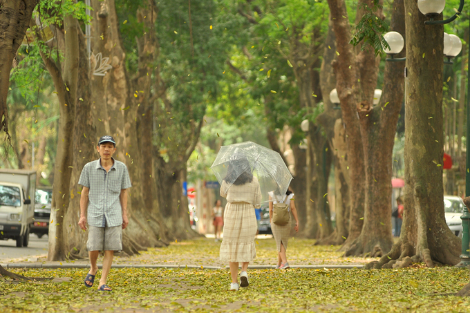 Tháng 4, bạn có thể bắt gặp những thảm lá vàng trên nhiều tuyến đường Phan Đình Phùng, Trần Hưng Đạo, Lý Thường Kiệt, Trần Phú... Trong đó, đường Phan Đình Phùng được coi là con đường đẹp nhất Hà Nội với ba hàng cây sấu.