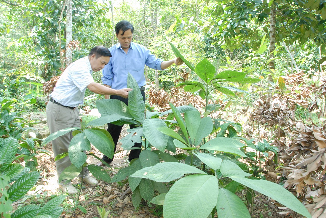 Anh Triệu Đức Liên (bên trái) là hộ tiêu biểu tại xã Tân Dân về trồng cây dược liệu tại vườn đồi.