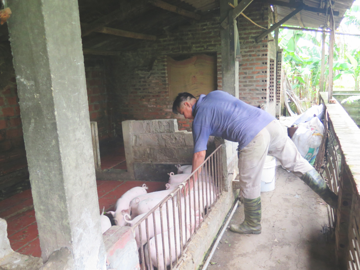 Các hộ chăn nuôi trên địa bàn xã Liên Hòa luôn đảm bảo vệ sinh chuồng trại sạch sẽ, không xả chất thải ra môi trường