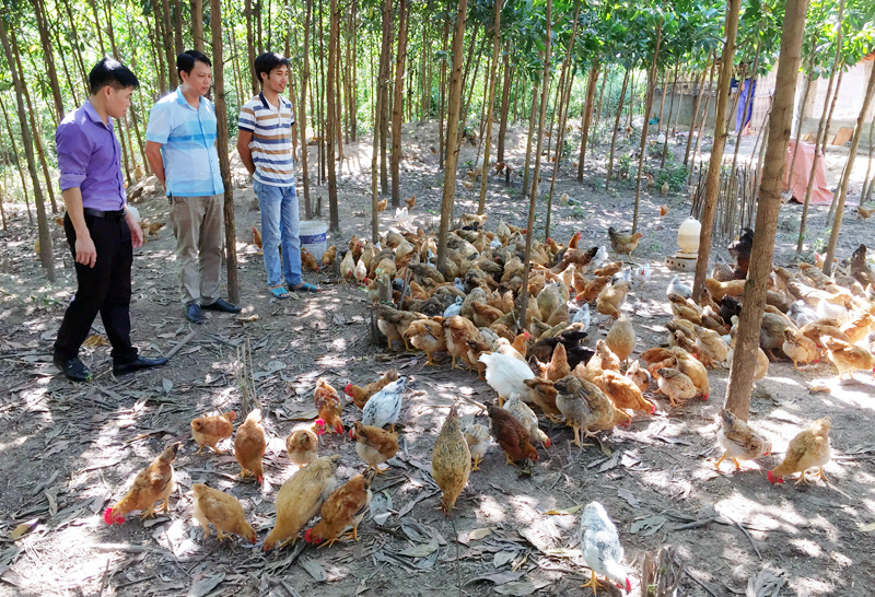 Mô hình chăn nuôi gà hiệu quả từ nguồn vốn xây dựng NTM của nông dân huyện Ba Chẽ.