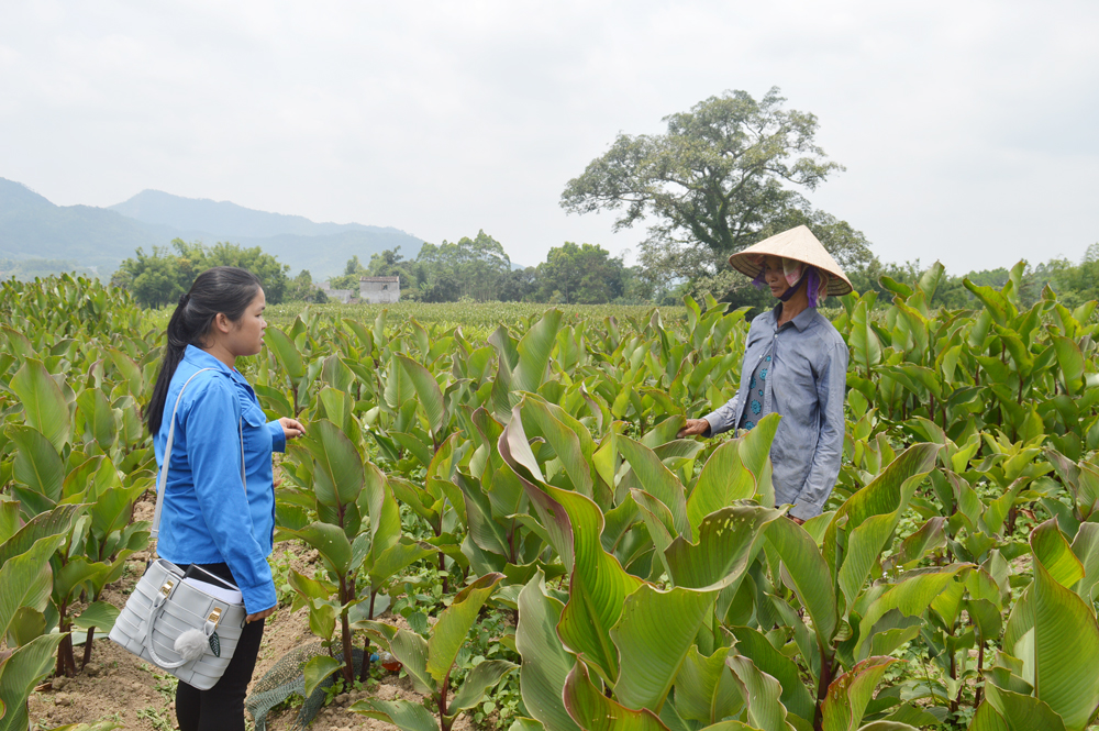 Hội nông dân xã Lục Hồn đến khảo sát, định hướng phát triển cây dong riềng cho nông dân. 