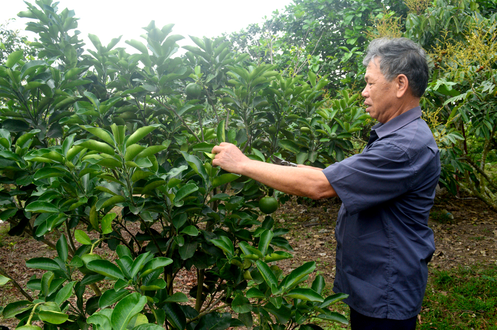 Mô hình cây ăn trái hiệu quả, kiểu mẫu tại phường Đông Mai, TP Uông Bí. 