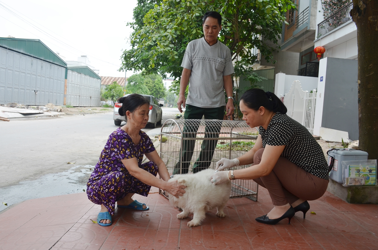 Cán bộ thú y phường Yết Kiêu tiêm phòng vắc xin bệnh dại cho chó 