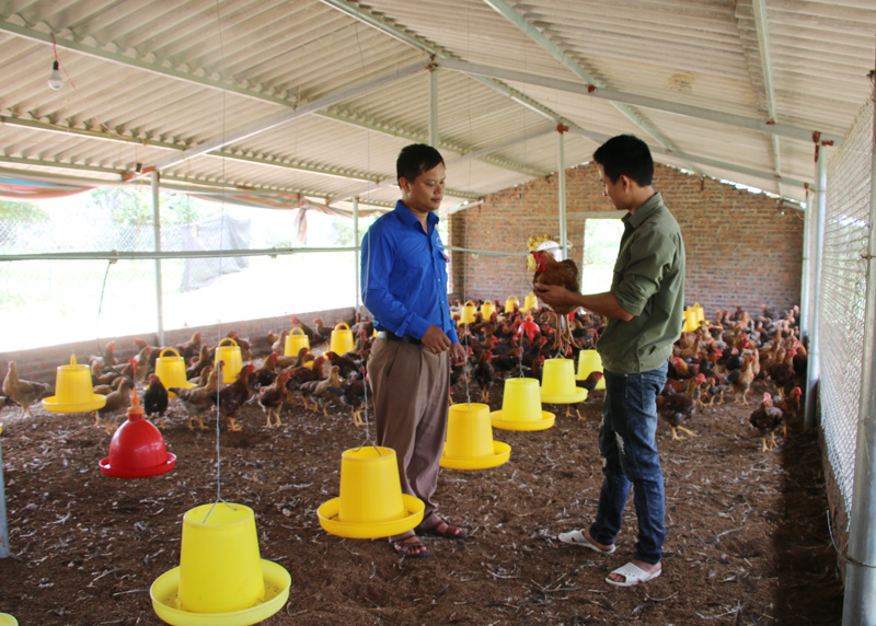 Cán bộ Huyện Đoàn Đầm Hà trao đổi với anh Trần Văn Mạnh về các hình thức hỗ trợ mở rộng mô hình chăn nuôi gà của gia đình.