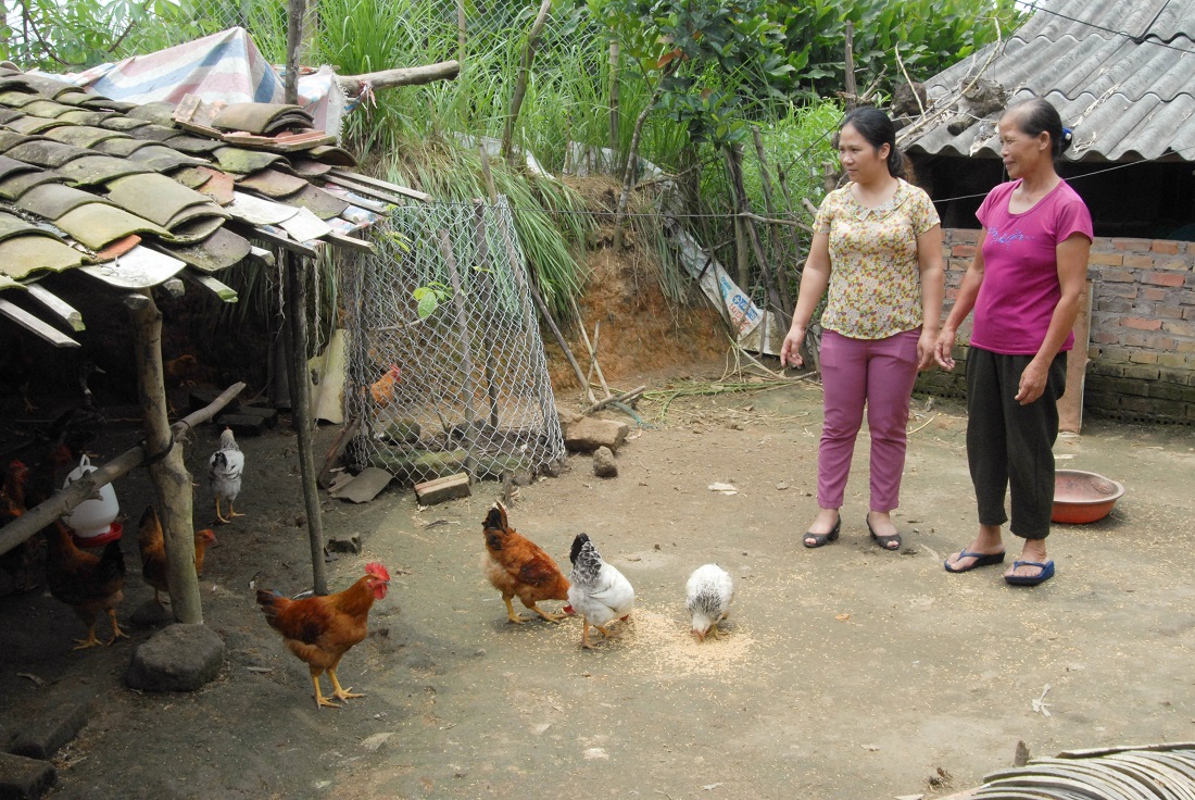 Gia đình chị Lý Thị Sinh, thôn Cốc Lồng, xã Lục Hồn (Ba Chẽ) chăm sóc đàn gà do Hội LHPN tỉnh hỗ trợ giống