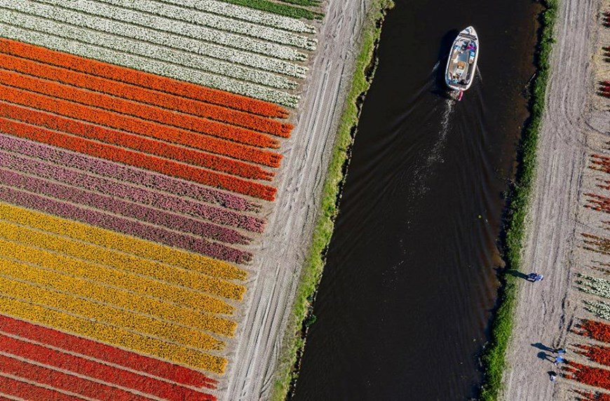 Lisse, một thị trấn ở phía Tây Hà Lan, có vườn hoa rộng lớn nhất thế giới Keukenhof. (Nguồn: CGTN)