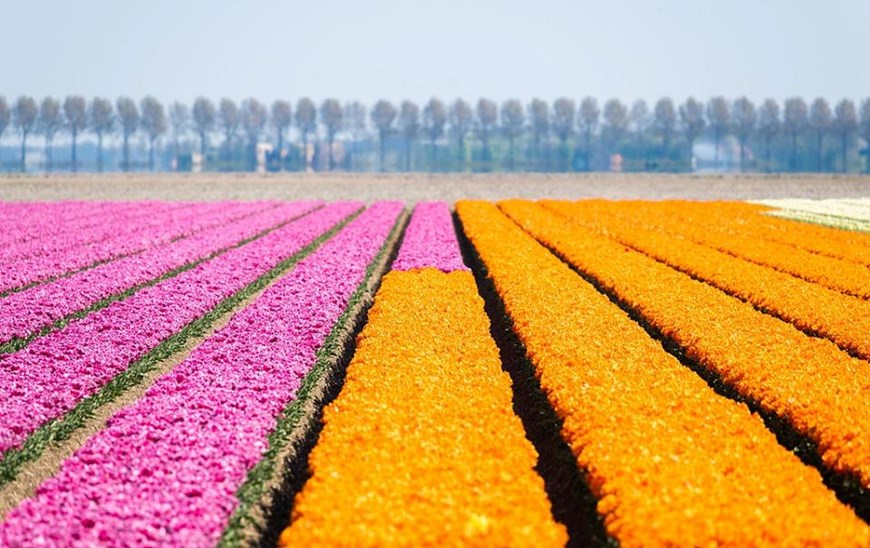 Hoa tulip thường đẹp nhất trong khoảng thời gian từ giữa tháng Tư đến đầu tháng Năm. (Nguồn: CGTN)