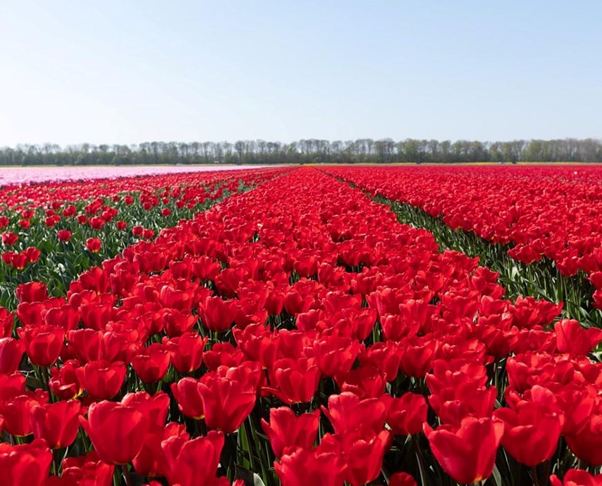 Mùa Xuân dài với những đêm lạnh ở Hà Lan khiến cho đất nước này trở thành một nơi hoàn hảo để trồng hoa. (Nguồn: CGTN)