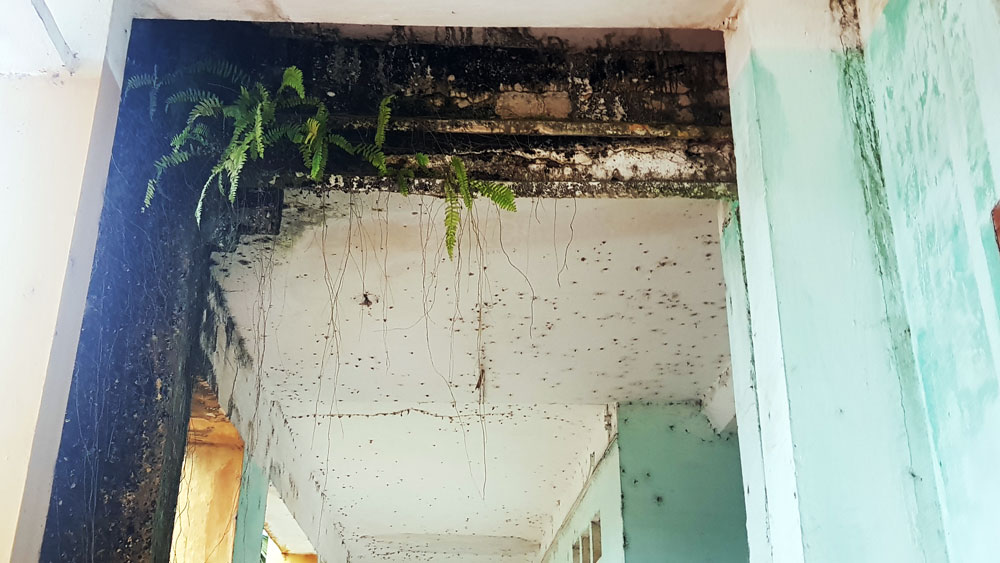 Cỏ dại, rêu mốc xâm lấn ngay cả trên trường trần nhà.