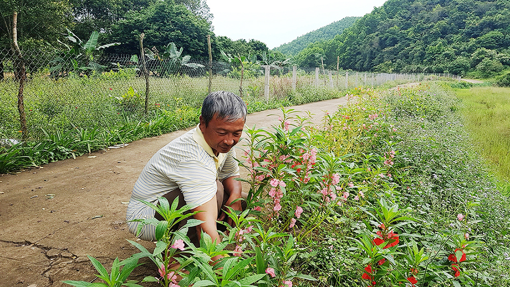 Ông Lương Thế Xuyên, thôn Thủy Cơ là một hộ dân tham gia xây dựng vườn mẫu cho thu nhập cao của xã Tiên Lãng.