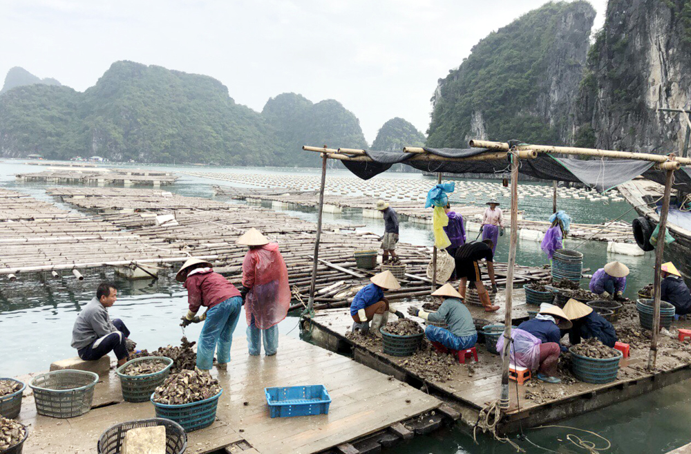 Nhờ vốn vay từ ngân hàng nhiều hộ gia đình đã phát triển những mô hình kinh tế hiệu quả. Ảnh: Mô hình nuôi hầu tại xã Bản Sen