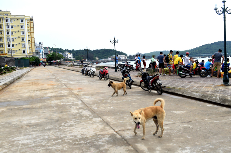 Chó thả rông ở khu vực thị trấn Cô Tô