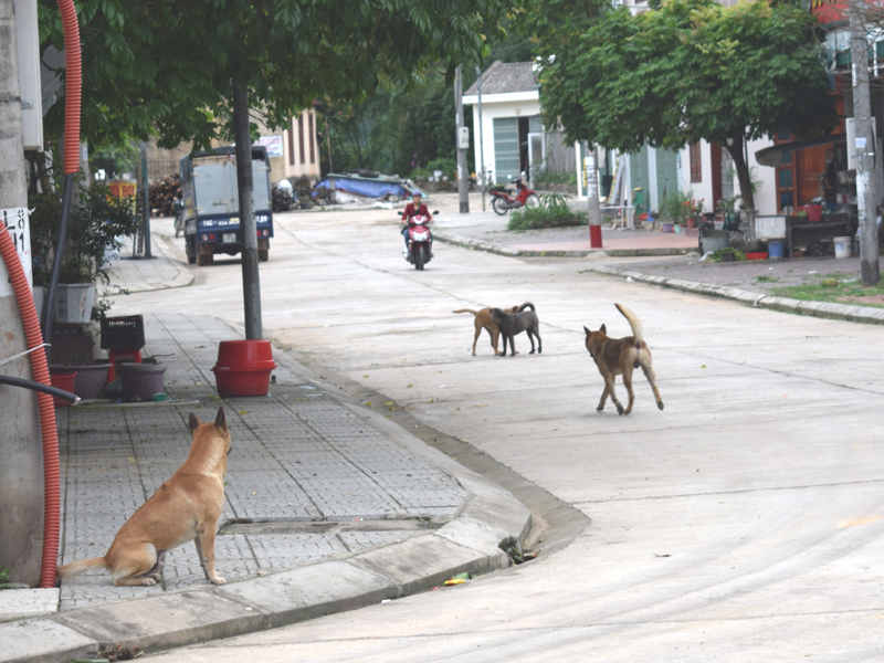Chó thả rông ở khu phố Bình Công, thị trấn Bình Liêu, huyện Bình Liêu