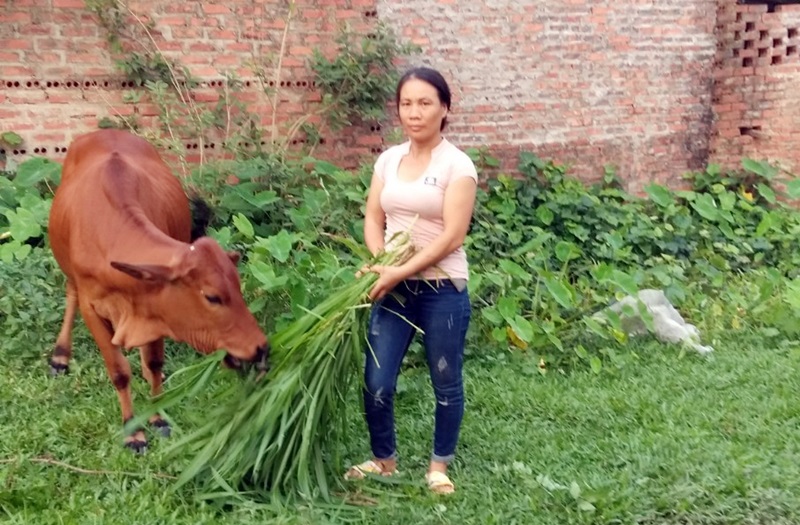Nhờ biết kết hợp với nguồn vốn sinh kế của Hội CTĐ, chị Trần Thị Thanh, thôn An Lợi xã Quảng Lơi (Đầm Hà) đã từng bước đầu tư chăn nuôi.