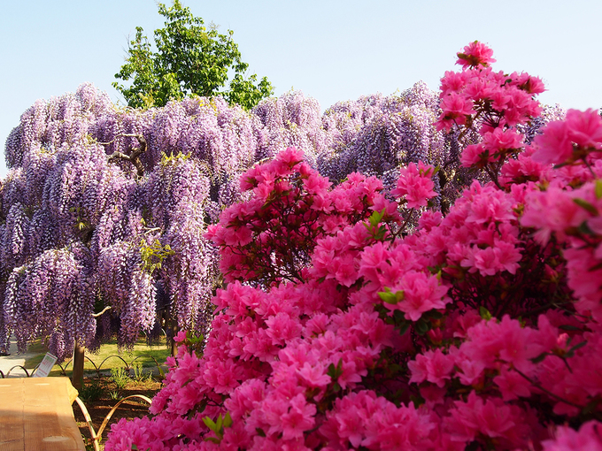 Hoa viên Ashikaga (tọa lạc tại 607, Hasamacho, thành phố Ashikaga-shi, tỉnh Tochigi) trồng các loài hoa nở suốt bốn mùa như mẫu đơn, đỗ quyên đỏ, hoa hồng hay tú cầu. Nhưng nổi tiếng nhất là hoa tử đằng với lễ hội hoa được tổ chức từ trung tuần tháng 4 đến trung tuần tháng 5 hàng năm.