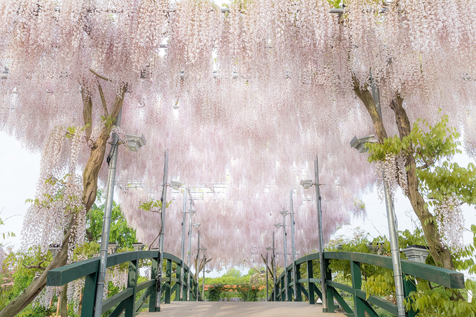 Giàn hoa tử đằng màu trắng khoe sắc bên cầu tại hoa viên Ashikaga. CNN từng chọn hoa viên này nằm trong top 10 điểm đến đáng mơ ước năm 2014 với đặc sản mùa hoa tử đằng.