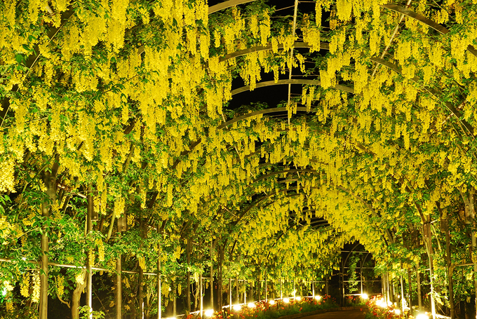Những chùm dây hoa tử đằng màu vàng tại hoa viên Ashikaga. Trong khuôn viên vườn có các khu thương mại dịch vụ như nhà hàng và quầy lưu niệm. Du khách có thể mua hoa về trang trí trong gia đình hoặc làm quà biếu tại các quầy bán hoa.