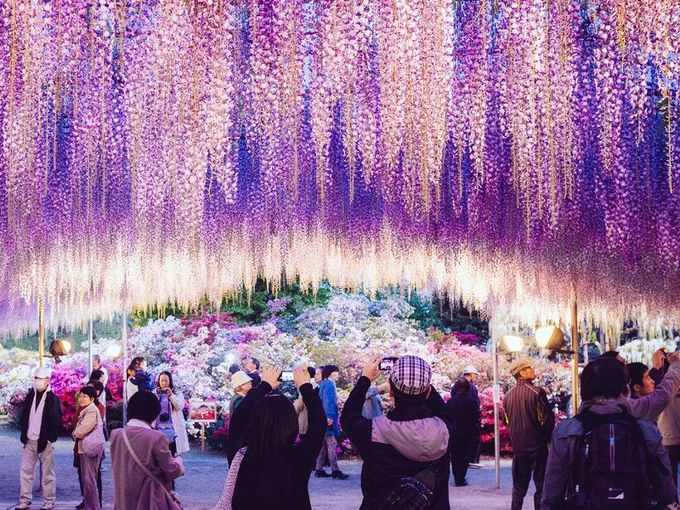 Ngoài ra, du khách có thể chiêm ngưỡng mùa hoa này tại các địa điểm nổi tiếng khác của Nhật Bản, như công viên Tennogawa (thành phố Tsushima, tỉnh Aichi), công viên Shirai Omachi Fuji (thành phố Asago, tỉnh Hyōgo) và đền Kameido Tenjin (khu Koto, Tokyo).  Mời độc giả theo dõi loạt bài về chủ đề các mùa hoa trên trang Cẩm nang, do VnExpress phối hợp cùng Tugo thực hiện. Công ty du lịch Tugo được thành lập từ năm 2015, chuyên tổ chức tour hướng đến các thị trường cao cấp như: Hàn Quốc, Nhật Bản, Đài Loan, Australia, Mỹ, châu Âu.