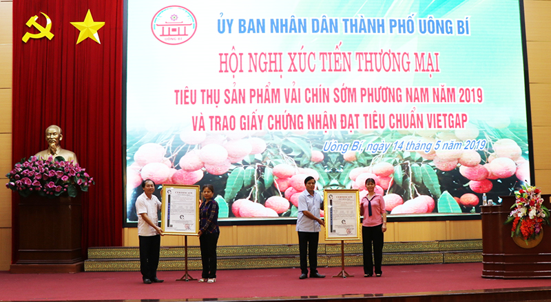 TP Uông Bí cũng đã trao giấy chứng nhận sản phẩm quả vải đạt tiêu chuẩn VietGAP giai đoạn I do Công ty CP chứng nhận VietCert cấp cho 2 HTX có các hội viên tham gia dự án là HTX Cẩm Hồng và HTX Phong Thái