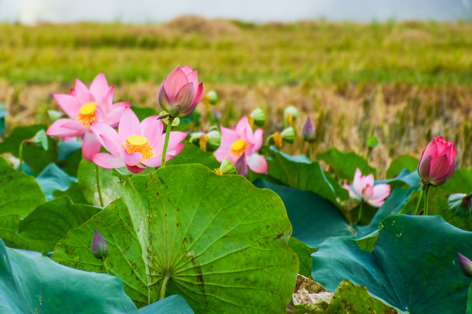 Làng La Chữ là nơi ngắm sen nổi tiếng bậc nhất ở Thừa Thiên - Huế. Ngoài ra, du khách còn có thể tới Đại Nội, hồ Tịnh Tâm, lăng Tự Đức... - những nơi trồng nhiều sen, cả hoa màu hồng lẫn trắng.
