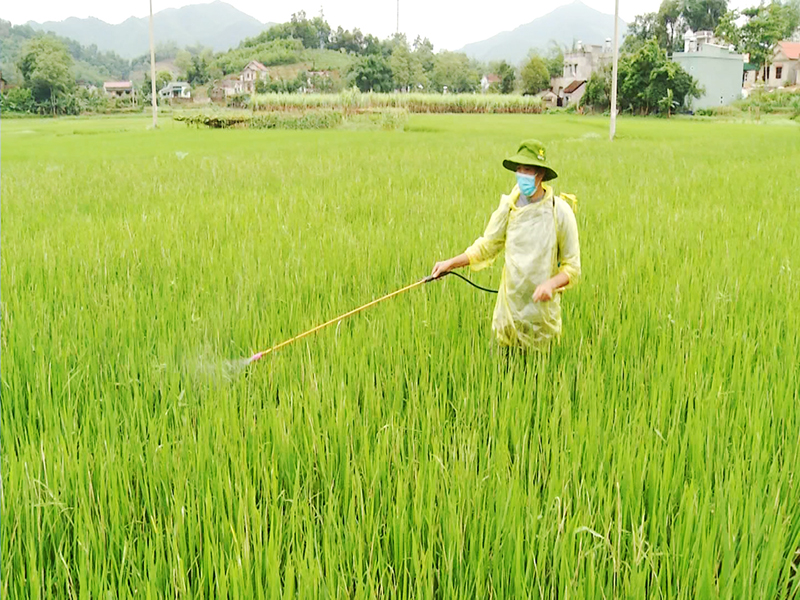 Nông dân huyện Ba Chẽ phun thuốc phòng trừ sâu bệnh trên lúa.