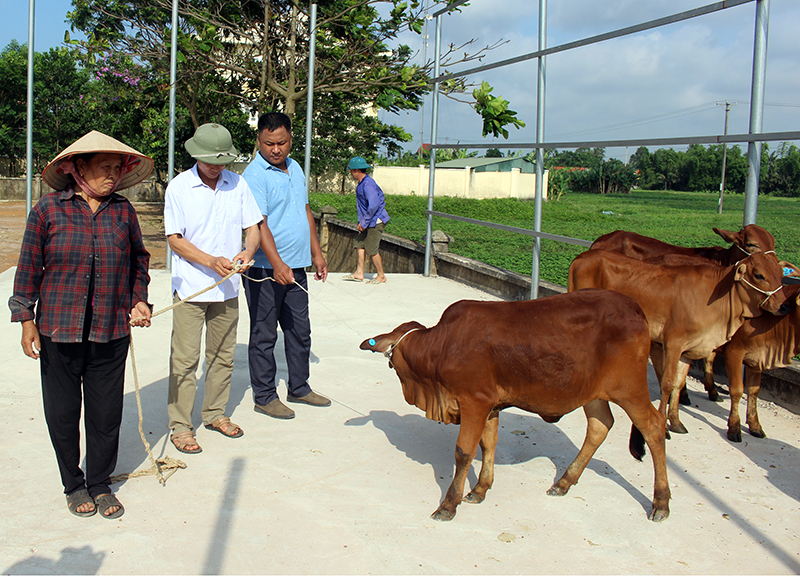 Trong đợt này, Thị xã Quảng Yên hỗ trợ bò giống sinh sản cho 30 hộ nghèo vươn lên phát triển kinh tế ,thoát nghèo bền vữn