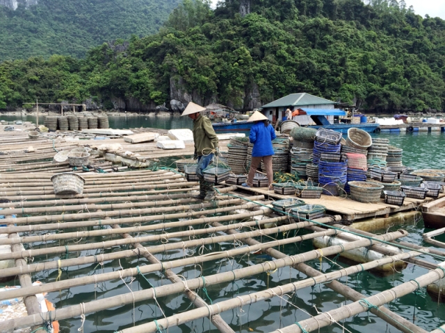 Một số hộ nuôi ở xã Thắng Lợi (huyện Vân Đồn) đang thả nuôi ngao giá.