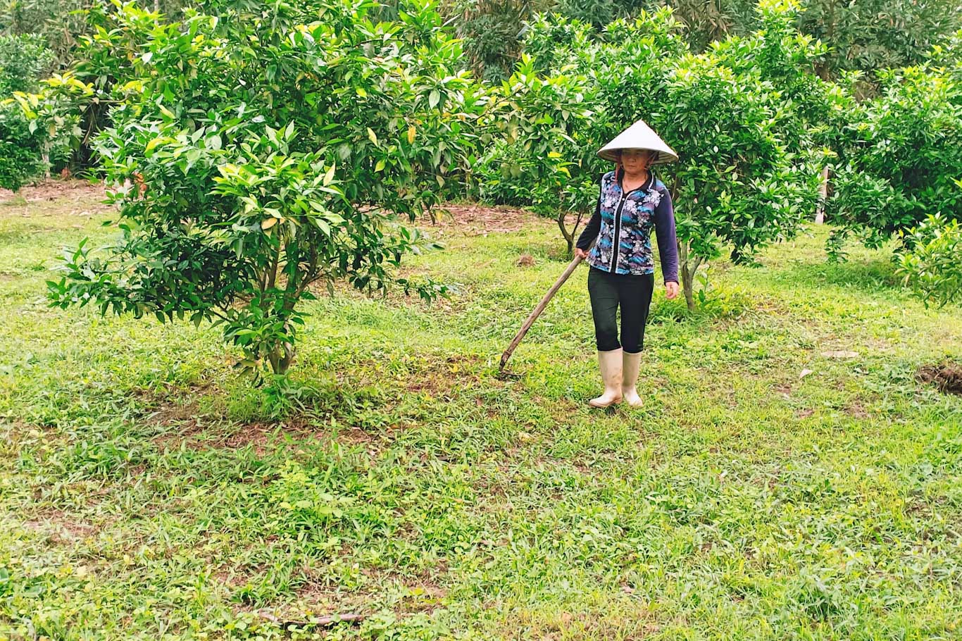 Chị Nguyễn Thị Hiền (thôn Đài Làng, xã Vạn Yên, huyện Vân Đồn) với mô hình trồng cam 