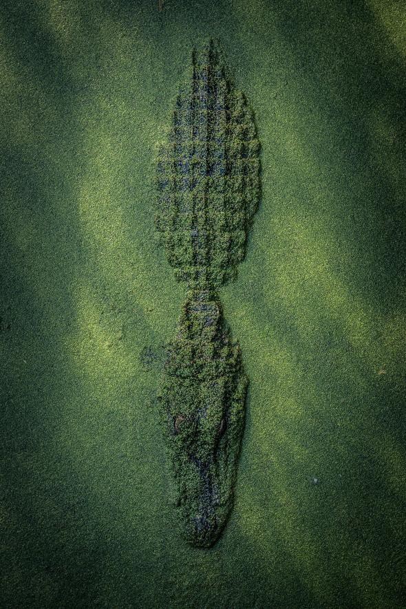  Cá sấu ẩn mình dưới lớp rêu ở New Orleans, Louisiana, Mỹ.
