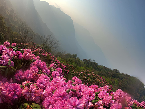 Hoa đỗ quyên nở rộ trên đỉnh Tả Liên tháng 4. Ảnh: Quốc Tuấn.
