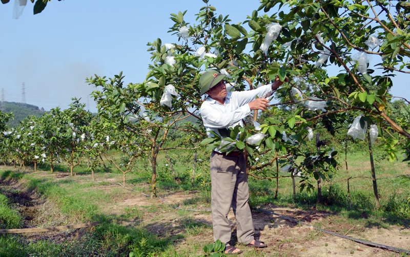 CCB Vũ Minh Thường, thôn Đồng Gữa xã Sơn Dương (Hoành Bồ) mô hình trồng cây ăn quả kết chăn nuôi 