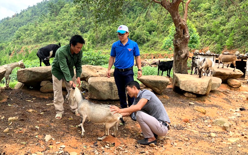 Cán bộ Huyện đoàn Bình Liêu cùng thành viên trong CLB Khởi nghiệp huyện xuống giúp đỡ phát triển mô hình nuôi dê của thành viên CLB tại xã Lục Hồn
