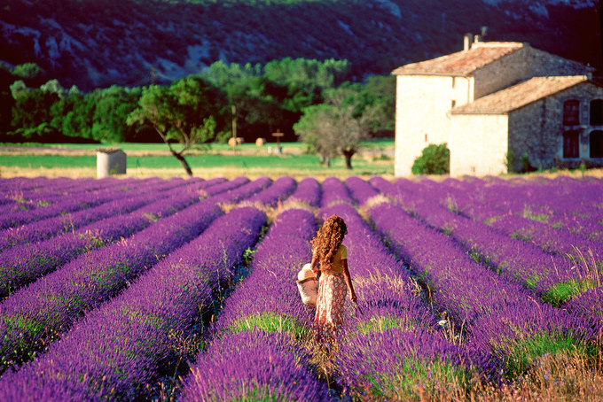 Màu sắc, hương thơm của những cánh đồng hoa lavender là đặc trưng của vùng Provence, thuộc bờ đông nam nước Pháp. Vườn hoa nổi tiếng bậc nhất ở đây nằm trước tu viện Senanque gần Gordes. Thời gian đẹp nhất để ngắm hoa oải hương của Pháp là từ tháng 6 đến tháng 8. Ảnh: Rockcafe.