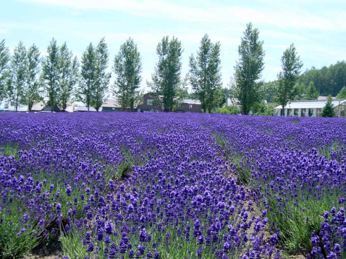 Một chuyến du lịch đến Nhật Bản sẽ trở nên thú vị hơn nhiều nếu bạn có thể đến cánh đồng oải hương vào mùa hè. Một nơi không thể bỏ qua là Shikisai Hill, ở Furano, Hokkaido. Đây là điểm du lịch nổi tiếng với cánh đồng hoa lavender rộng hàng hecta. Ảnh: Taiken.