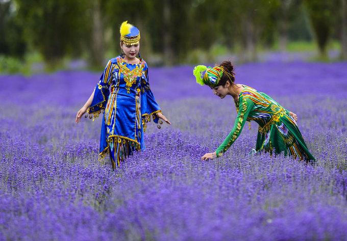 Y Lê được mệnh danh là “thị trấn Lavender của Trung Quốc”. Nơi đây mang vẻ đẹp nhẹ nhàng và hoang dã giữa chốn núi rừng Tân Cương. Lễ hội hoa lavender hàng năm được tổ chức tại Yili Huocheng từ ngày 10/6. Ảnh: China Daily.