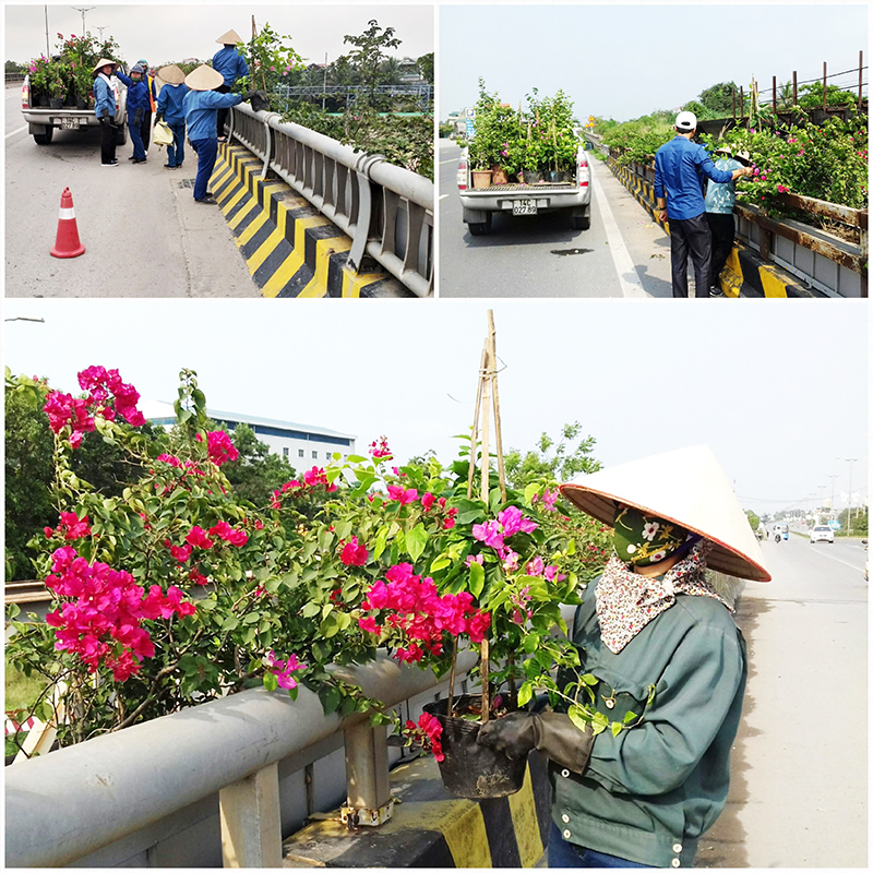 Công nhân Công ty CP môi trường và đô thị Uông Bí trồng bổ sung các cây hoa giấy bị nhổ trộm tháng 4 vừa qua