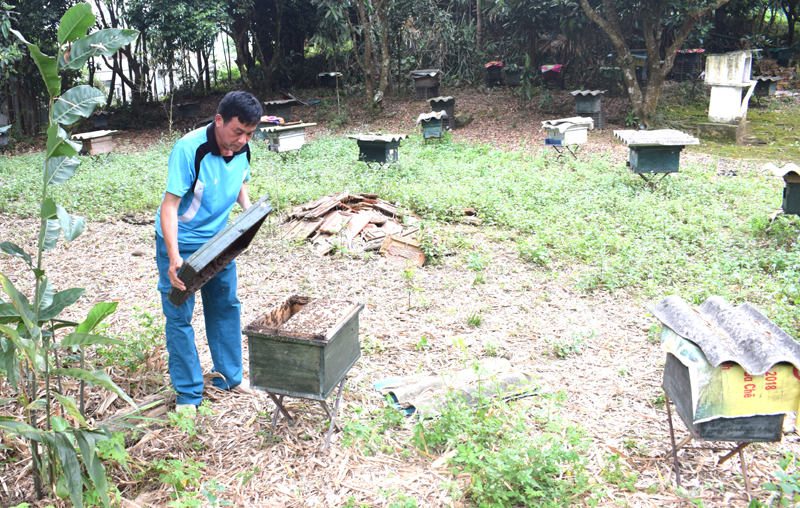 Ông Ngô có 150 đàn ong chúng lấy mật từ các loài hoa trong rừng