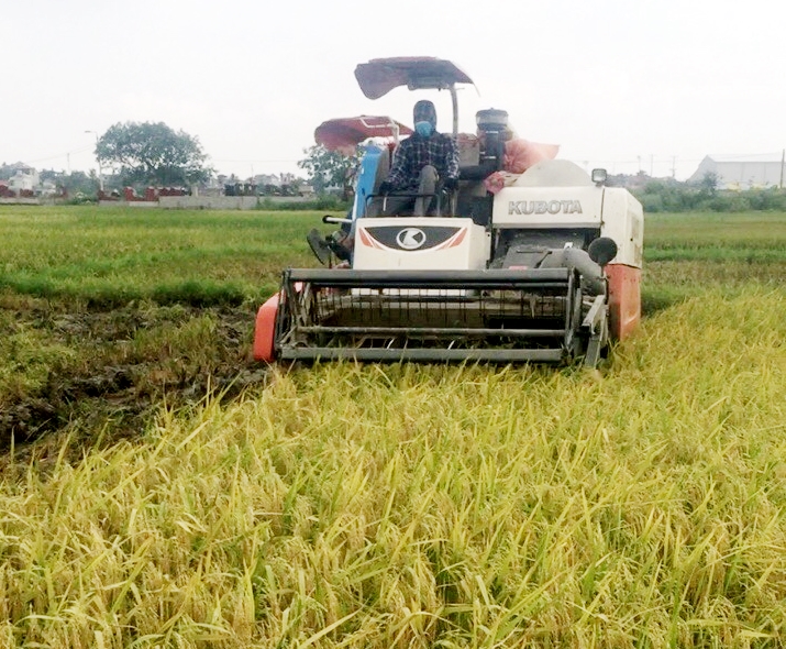 Nông dân xã Hiệp Hòa (TX Quảng Yên) thu hoạch lúa vụ Đông Xuân.