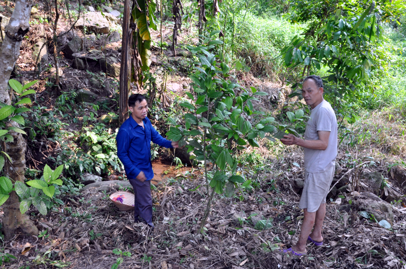 Cán bộ xã Đồng Lâm kiểm tra chất lượng cây giống trà hoa vàng đang trồng thí điểm tại thôn Đồng Trà