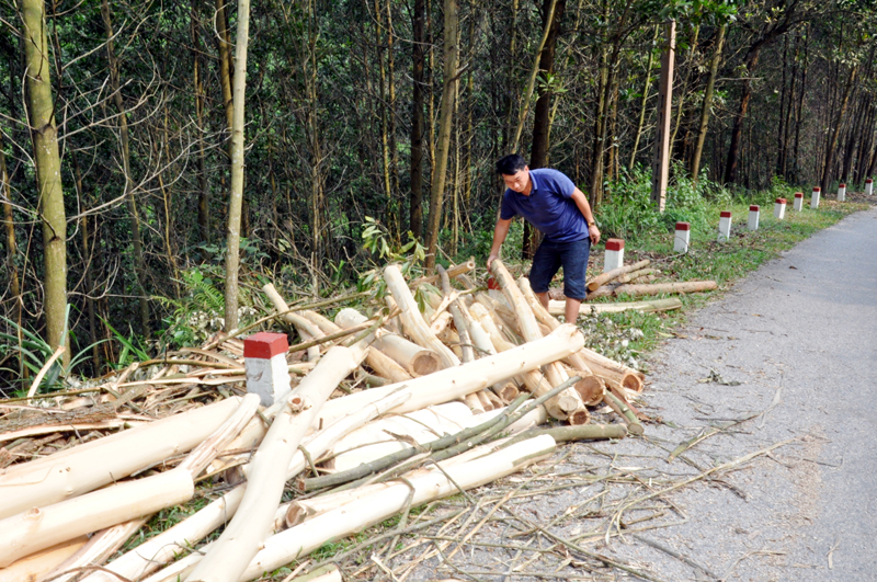 Người dân xã Đồng Lâm tổ chức thu hoạch cây lấy gỗ