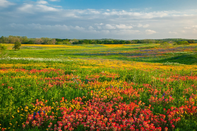 Tháng 3 đến tháng 5 là mùa xuân ở Mỹ. Vào những tháng mùa thu và đông trước đó, bang Texas ghi nhận lượng mưa trung bình cao hơn mọi năm, cùng nhiệt độ ấm áp bất thường. Nhiều chuyên gia về khí hậu và thực vật nhận định, nhờ đó, mùa hoa dại ở Texas nở rộ nhất trong 10 năm trở lại đây. Ảnh:Ảnh: Laurence Parent.