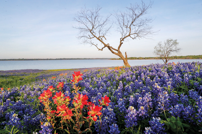 Hoa mọc ven hồ Bardwell, phía tây nam thành phố Ennis, Texas. Đây là hồ nước nhân tạo rộng 1.440 ha, được xây dựng vào năm 1965 để kiểm soát lũ và dự trữ nước cho thành phố, các khu vực xung quanh. Ảnh: Sean Fitzgerald.