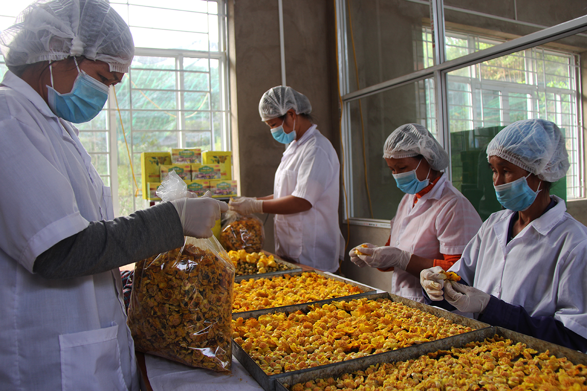 Sản xuất sản phẩm từ trà hoa vàng ở Công ty CP kinh doanh lâm sản Đạp Thanh. 