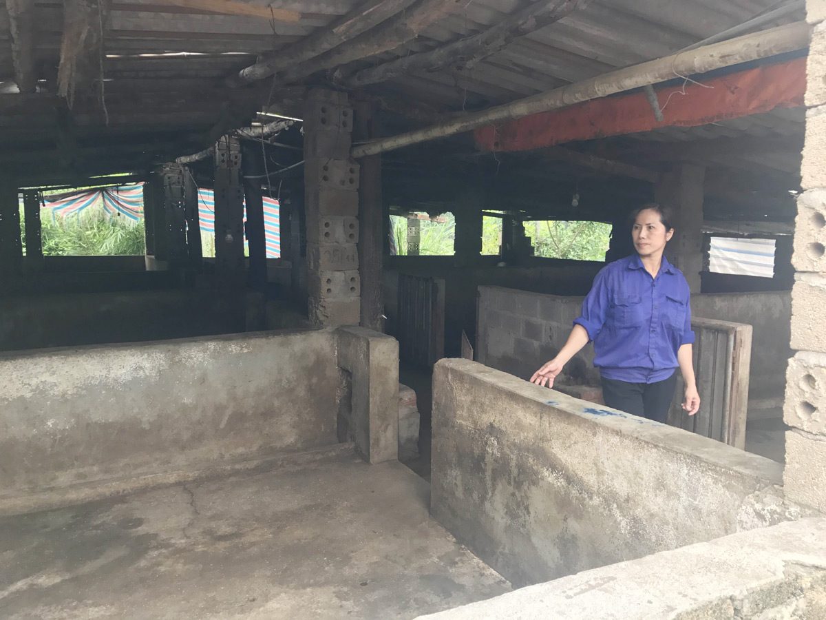 Chị Dương Thị Yến là một trong những gia đình thiệt hại nặng do dịch tả lợn Châu Phi tràn về huyện Tiên Yên 