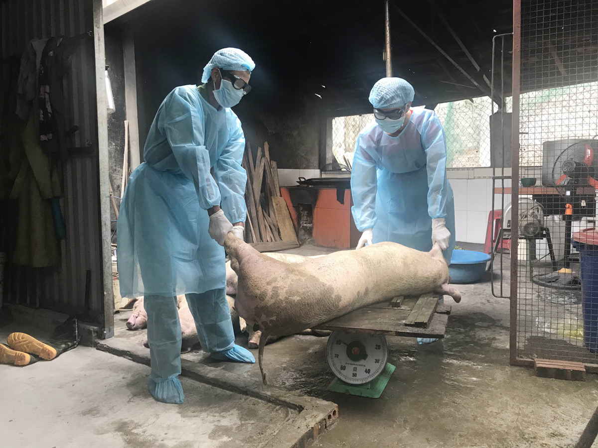 Cán bộ thị trấn Tiên Yên cân lợn dịch bị chết để đem đi tiêu hủy 
