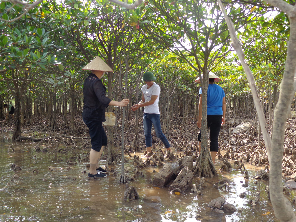 Khách du lịch khám phá rừng ngập mặn Đồng Rui
