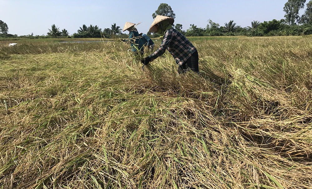 Các hộ dân ở xã Tiền Phong vẫn duy trì gieo cấy lúa Chiêm đá