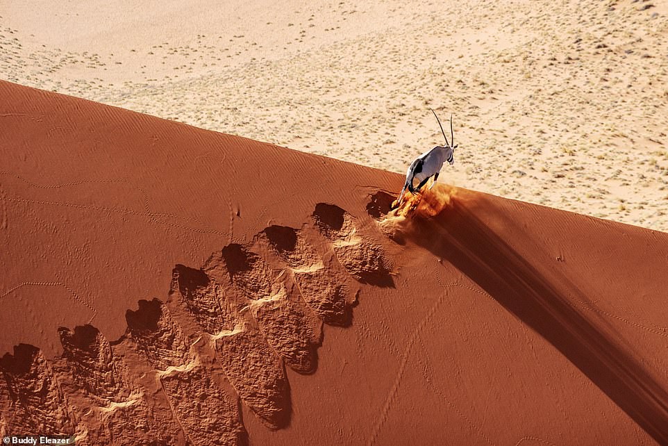 Ảnh chụp một con linh dương chạy trên cồn cát sa mạc Namibia của nhiếp ảnh gia Buddy Eleazer